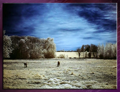 Pb_Infrared_Infrarouge_04.jpg