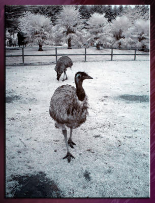 Zoo_Infrared_Infrarouge_03.jpg