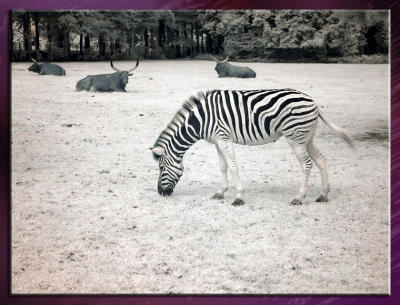 Zoo_Infrared_Infrarouge_04.jpg