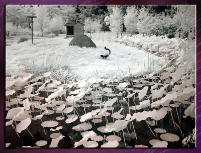 Zoo_Infrared_Infrarouge_05.jpg