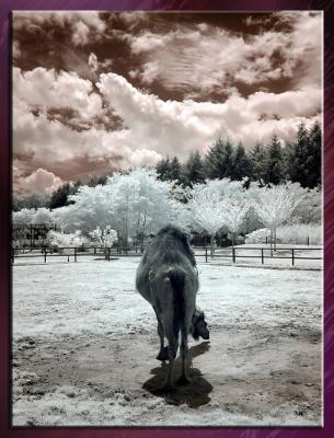 Zoo_Infrared_Infrarouge_06.jpg