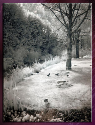 Zoo_Infrared_Infrarouge_10.jpg
