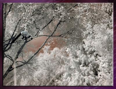 Zoo_Infrared_Infrarouge_11.jpg