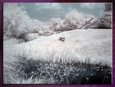 Zoo_Infrared_Infrarouge_13.jpg