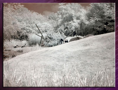 Zoo_Infrared_Infrarouge_14.jpg