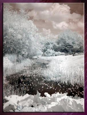 Zoo_Infrared_Infrarouge_15.jpg