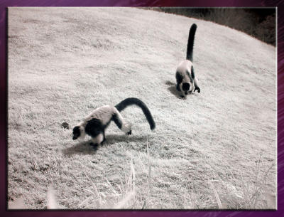 Zoo_Infrared_Infrarouge_16.jpg