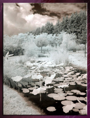 Zoo_Infrared_Infrarouge_19.jpg