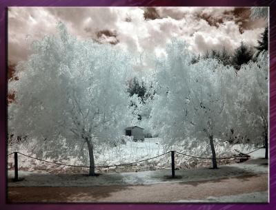 Zoo_Infrared_Infrarouge_20.jpg
