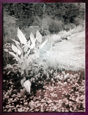 Zoo_Infrared_Infrarouge_22.jpg