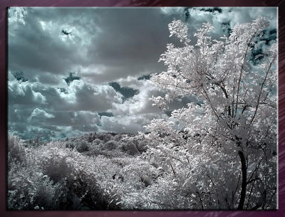 g4/90/642490/3/61281607.Zoo_Infrared_Infrarouge_23.jpg