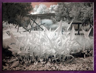 Zoo_Infrared_Infrarouge_24.jpg