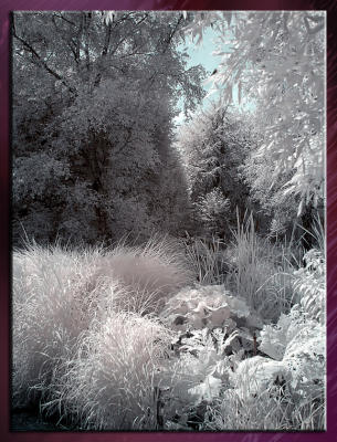 Zoo_Infrared_Infrarouge_26.jpg