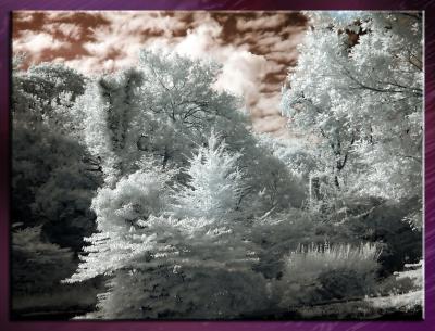 Zoo_Infrared_Infrarouge_29.jpg