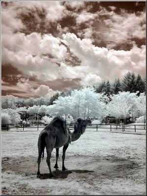 Zoo_Infrared_Infrarouge_30.jpg