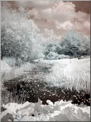 Zoo_Infrared_Infrarouge_31.jpg