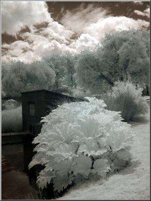 Zoo_Infrared_Infrarouge_32.jpg