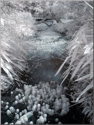 Zoo_Infrared_Infrarouge_33.jpg