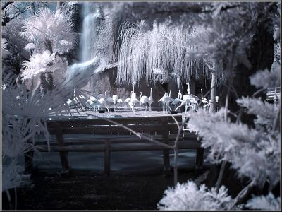 Zoo_Infrared_Infrarouge_36.jpg