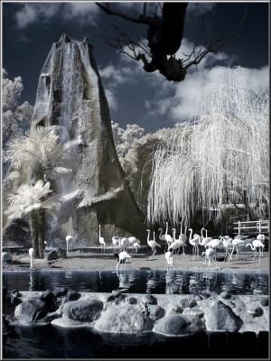 Zoo_Infrared_Infrarouge_37.jpg
