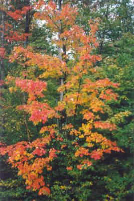 Autumn Beginnings.jpg