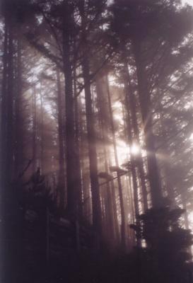 Foggy Heceta Forest.jpg