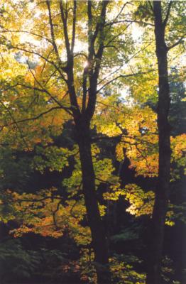 Hint of Autumn.jpg