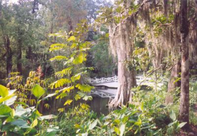 Magnolia Plantation.jpg