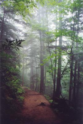 Misty Morning.jpg