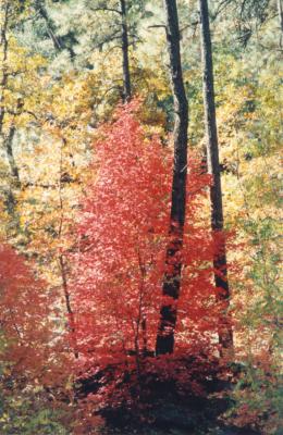 Pine Mountain Autumn.jpg