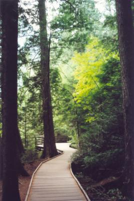 Trail of Cedars.jpg