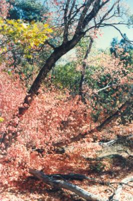 Zion Autumn Day.jpg