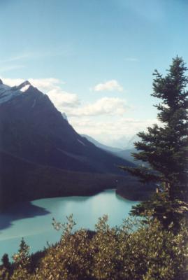Trees at Peyto Lake.jpg