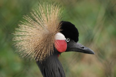 African Crane