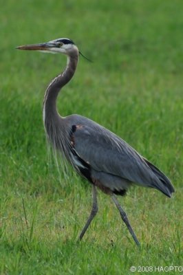 Great Blue Heron, Cuesta Park , Mountain View, CA