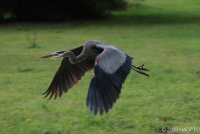 Great Blue Heron, Cuesta Park , Mountain View, CA