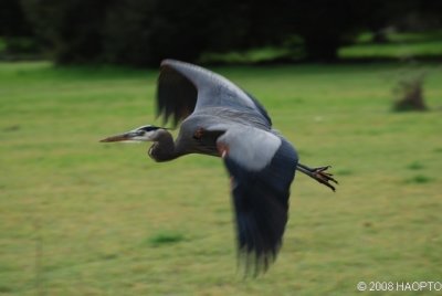 Great Blue Heron, Cuesta Park , Mountain View, CA