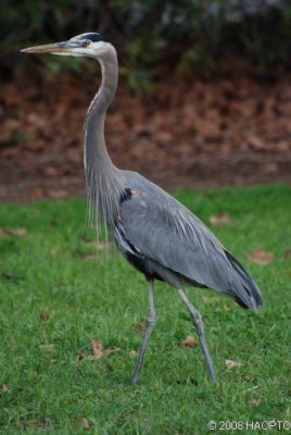 Great Blue Heron, Cuesta Park , Mountain View, CA