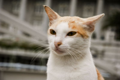 Cat on Cavenagh Bridge