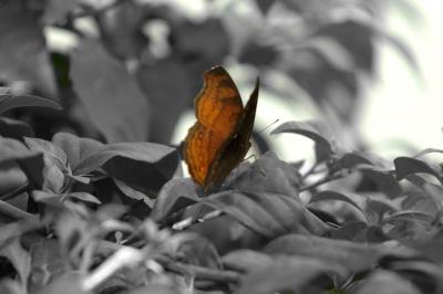Butterfly - b&w