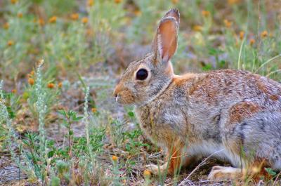 Montana Eastern Cottontail