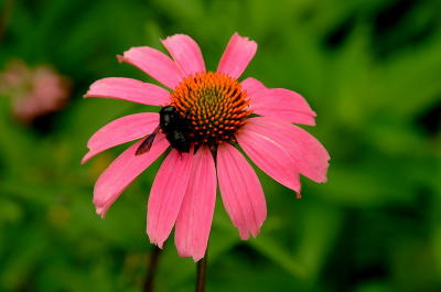 Plants and Flowers