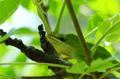 Single Male Anole Seeks Female