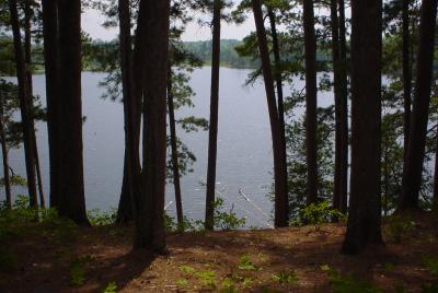 Red Pines on Chase Point