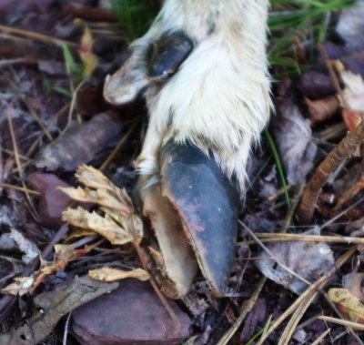 Deer hoof