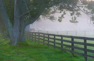 ... in the mist of early morning ... 