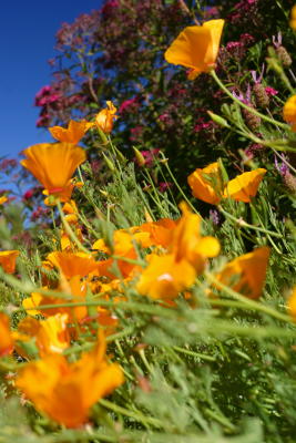 Alpine Flowers in the Andes