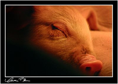 Lullaby