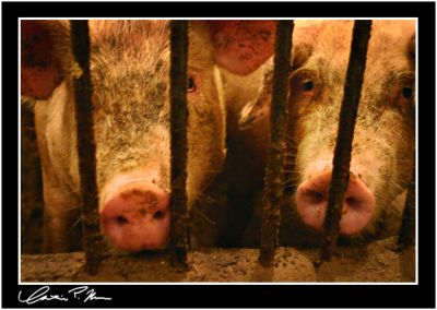 Cellmates