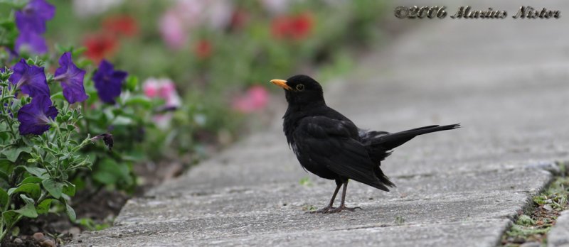 Turdus merula